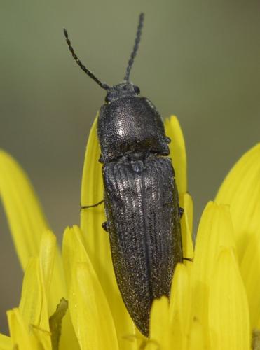 Cidnopus pilosus